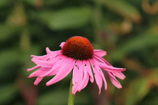 herbal medicines and their uses